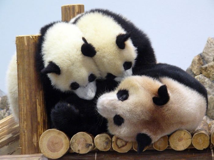 Mor Panda med tvillinger, de søteste dyrene i verden - mange bilder, dyreliv