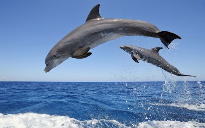 Mor og baby delfiner, vakre dyr bilder, baby dyr med sine foreldre, dykke inn i dyreriket