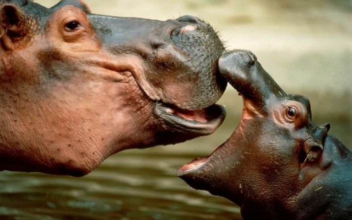 Moeder en baby nijlpaarden, duik in de natuur, fantastische foto's en interessante feiten
