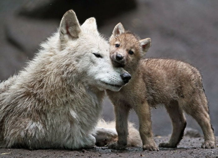 Mor og baby ulver, de søteste babydyrene i verden, mange bilder, blir bedre kjent med dyrelivet