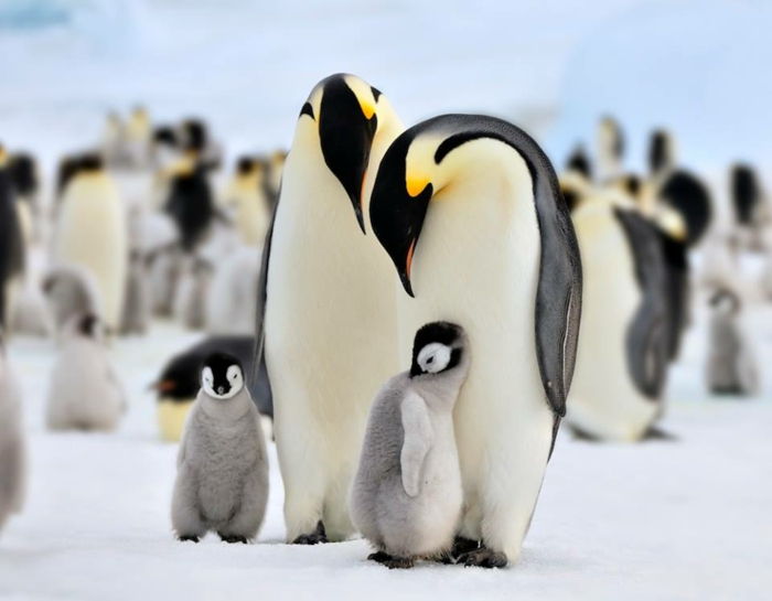 schattige baby pinguïns en hun ouders, prachtige familie, duik in de natuur foto's en feiten