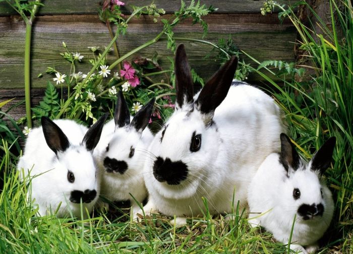 schattige konijnenfamilie, moeder met drie kinderen, foto's van de schattigste dieren ter wereld