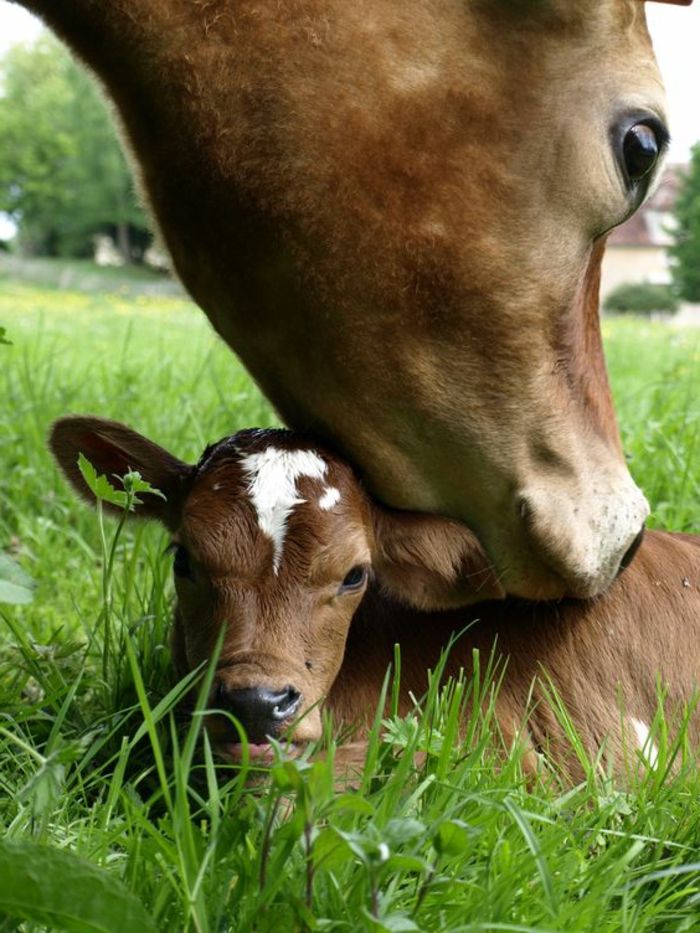 Krowa i łydka, matka i dziecko, macierzyńska miłość w królestwie zwierząt, piękne zdjęcia zwierząt