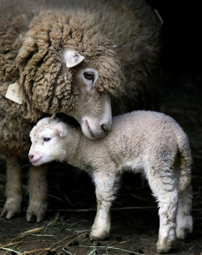Ovelha e cordeiro, mãe e bebê, os animais mais fofos do mundo - numerosas fotos