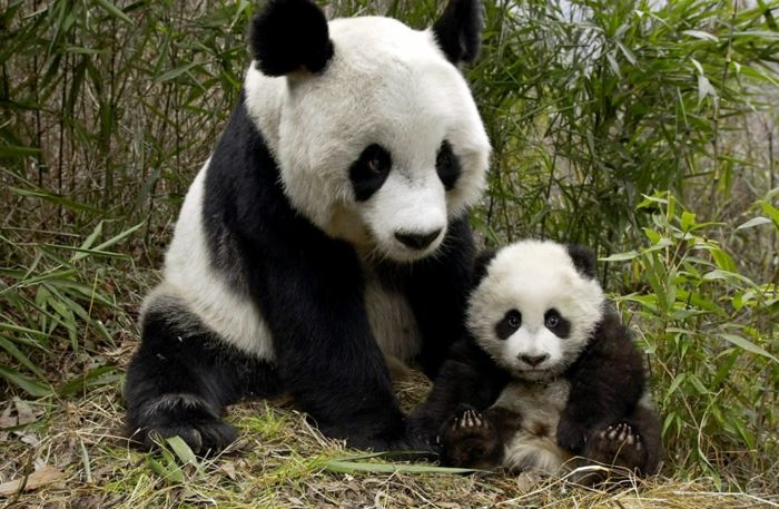 Mãe e bebê pandas, o amor materno no reino animal - belas fotos e fatos interessantes