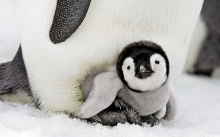 's werelds schattigste dieren baby's, schattige baby pinguïn met zijn moeder, liefde in het dierenrijk
