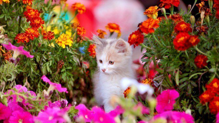 Kedi çalışan-through-the-çiçek tatlı Fotoğraf
