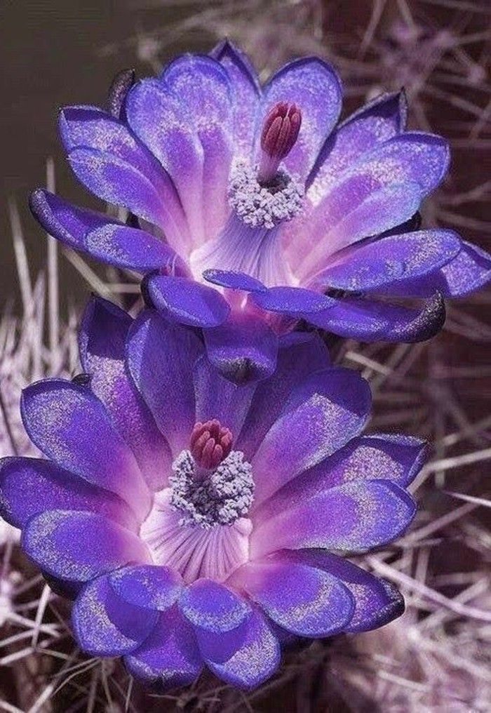 Fotografie dulce-înflorit de cactus-in-violet