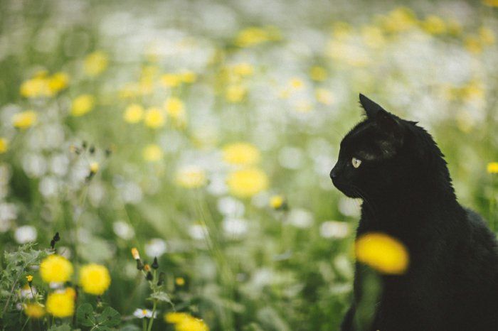 słodki obraz wiosna Kot w trawie