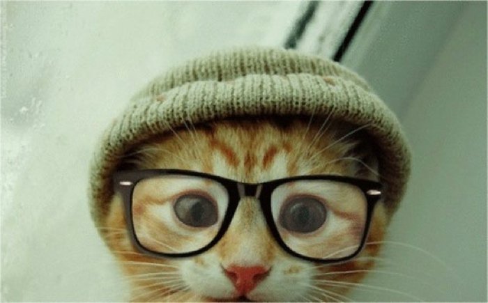 Gattino dolce hornbrille-cappello a maglia-pantaloni a vita bassa in stile foto divertente
