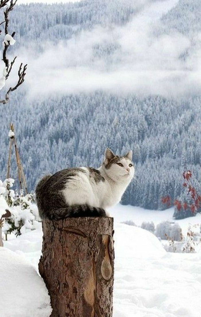 søt Vinterbilde Katt på stubben