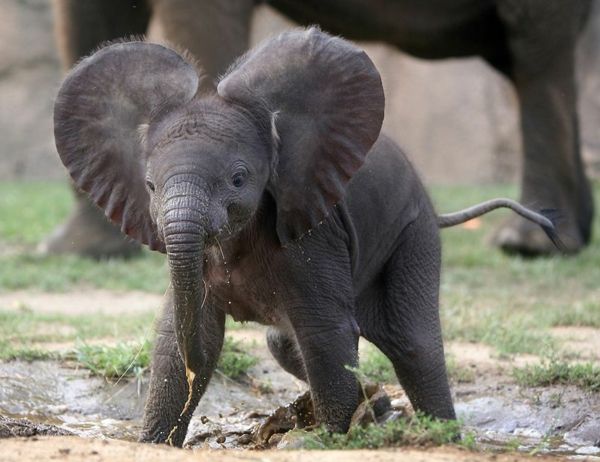 sweet-baby-elefante-con-big-orecchie