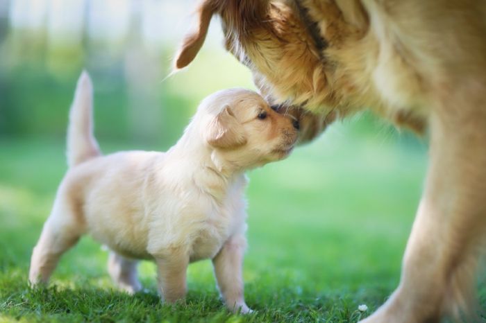 schattige hond baby met zijn moeder, fantastische dierenfoto's en interessante feiten