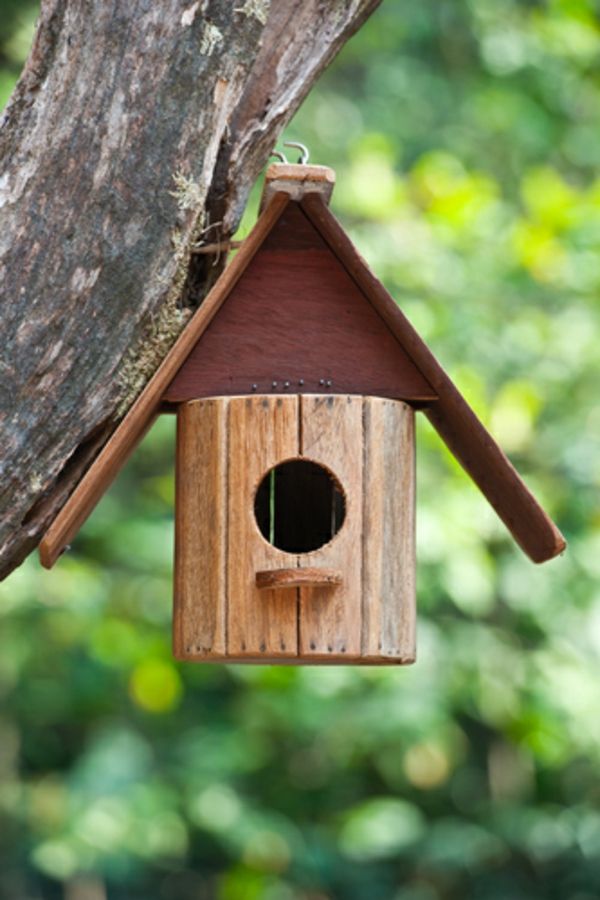 bir ağaç üzerinde asılı tatlı kuş evi-kendini inşa