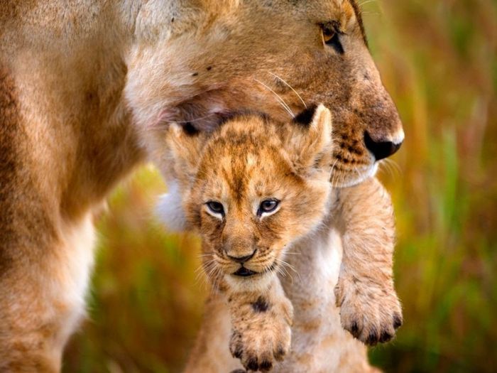 Bebeği ile Lioness, bebek hayvanları ve ebeveynlerinin sevimli resimleri, hayvan krallığını daha iyi tanımak