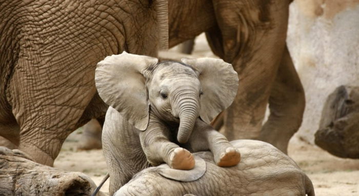 słodki słoniątko, najsłodsze zwierzęta na świecie, fantastyczne zdjęcia i ciekawe fakty