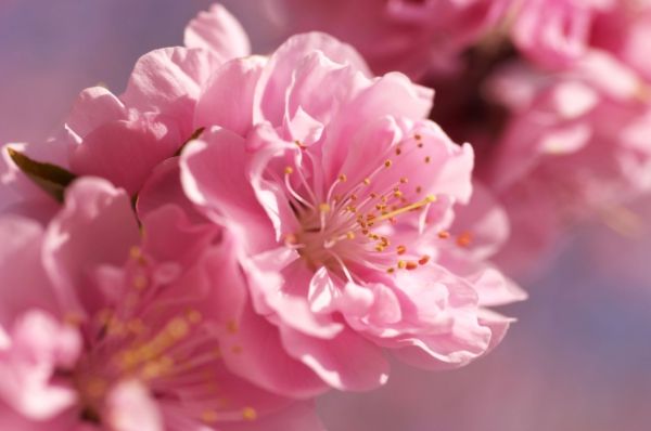 -Sakura-rosa-flor macia borrada-brilhante-spring-flowers-macro