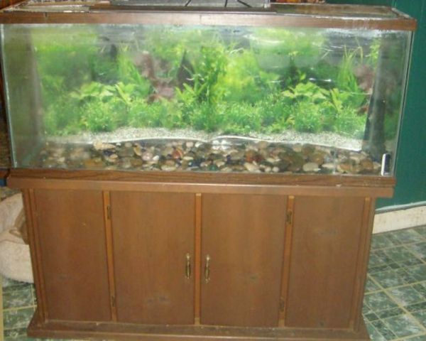 saltvatten akvarium med skåp gröna alger