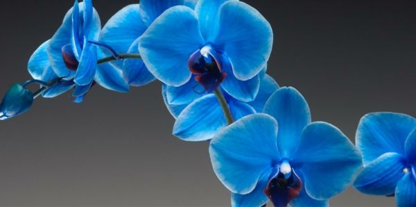 sapphire_orchidee-Care-gėlių Deko mėlynos orchidėjos deco