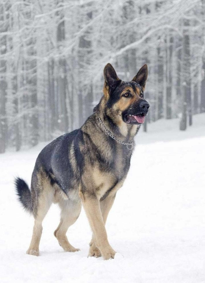 Vakker vinter Bakgrunn tysk Shepherd i snøen