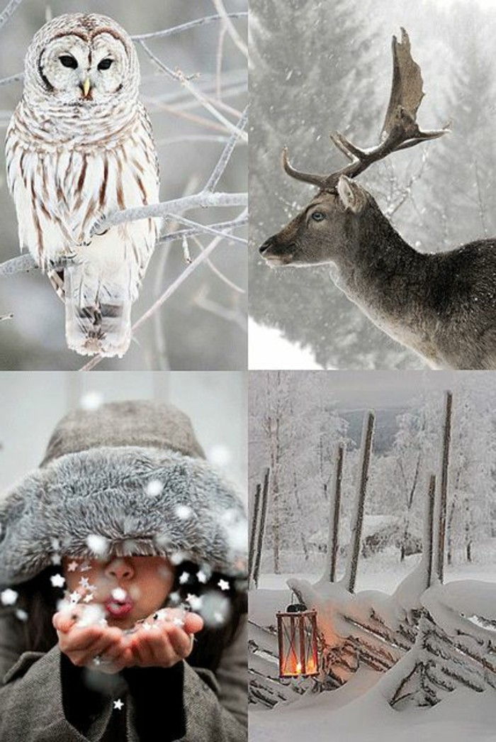 Gražios žiemos nuotraukos-su gyvūnais-romantika