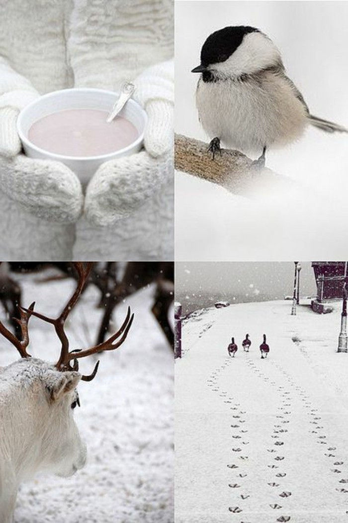 frumoasă de iarnă fotografie-simpatic-Fotografie-cu-iarnă motive