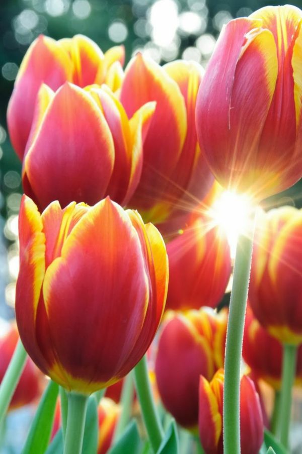 papel de parede bonito tulipa de plantação-the-tulipa-tulipa-in-amsterdam-tulipa-paintings-
