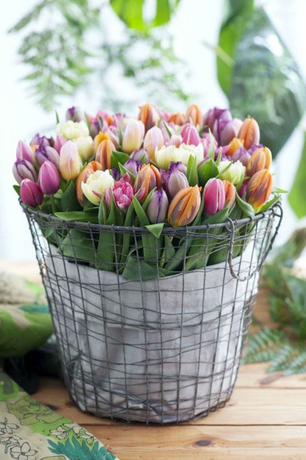 Buy-tapet tulipan-plante-tulipan-tulipan-in-amsterdam-tulipan tapet tulip-- vakker