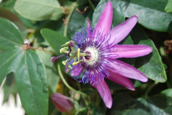 lepo cvetoče-rastlina-sobno marakuja-Passiflora