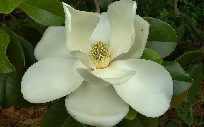 tagna vackra-flower-färg-magnolia-foto-of-när-