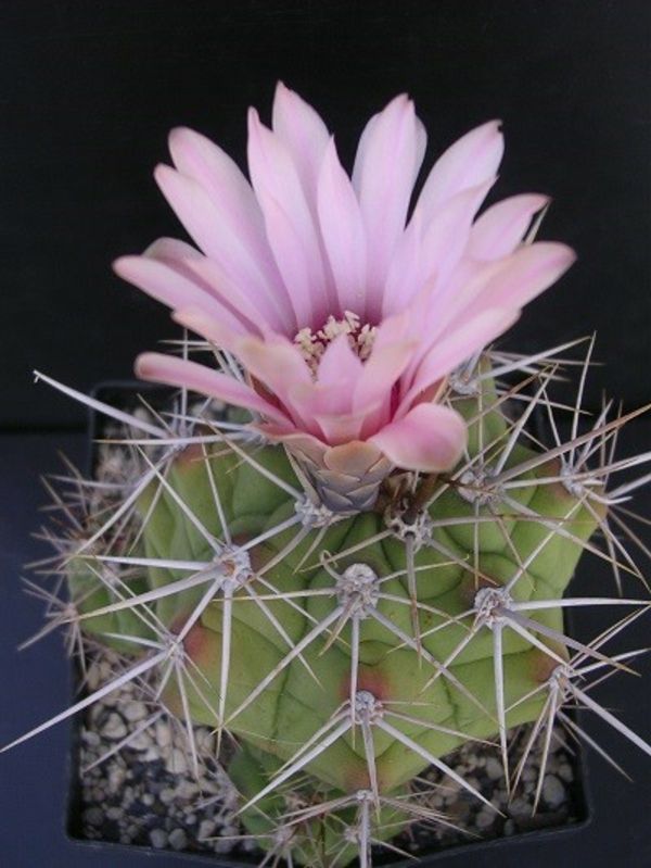 gražus kaktusas-rožinis gėlė
