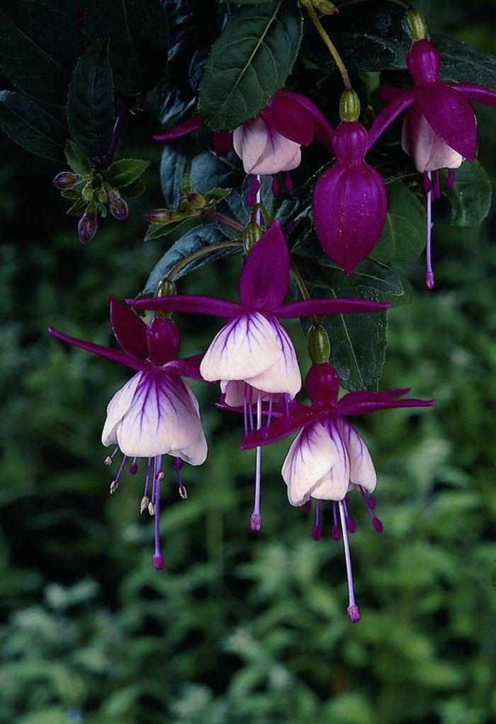 frumos violet Balerina fucsia floare