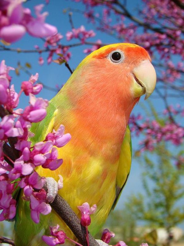 vakre Parrot Colorful Parrot Parrot tapet papegøye tapet