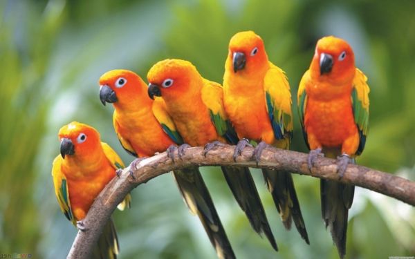 -Beautiful-papegøye Colorful Parrot Parrot tapet papegøye tapet