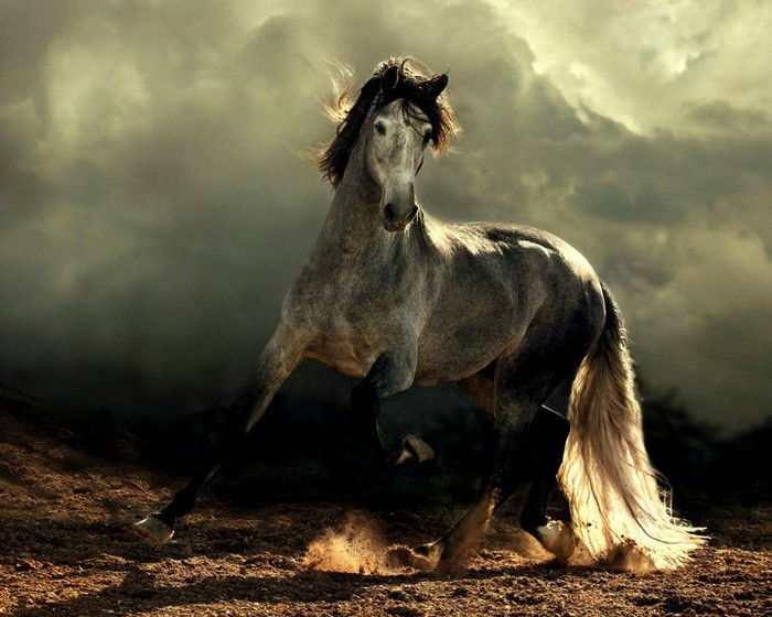 tapet frumos cal arab-cal-și-unu-Context