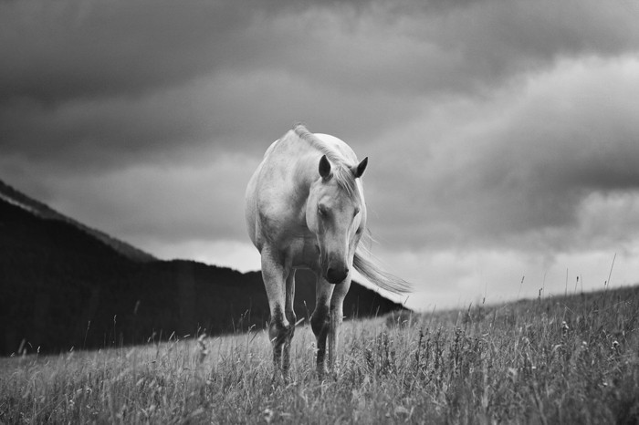lepa-horse-slike-slike-v-črno-belo