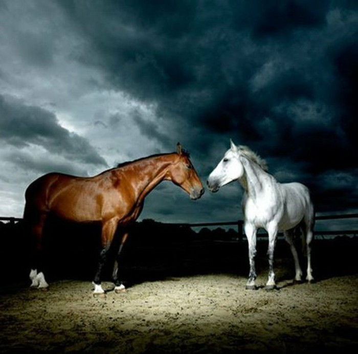 tapet frumos cal alb-maro-și-cai-under-the-albastru-cerul