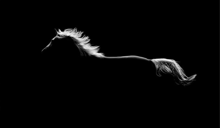 lepa-horse-slike-za-duh-v-divjega konja