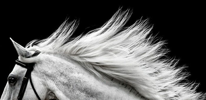 vakre-hest-bilder-av-wild-ånd frihets