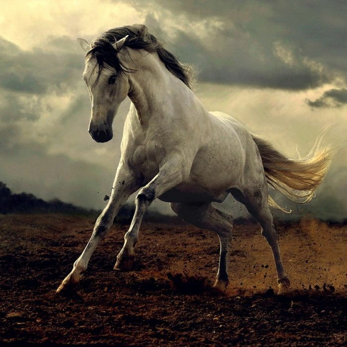 vakre-hest-bilder-av-wild-spirit-of-hest