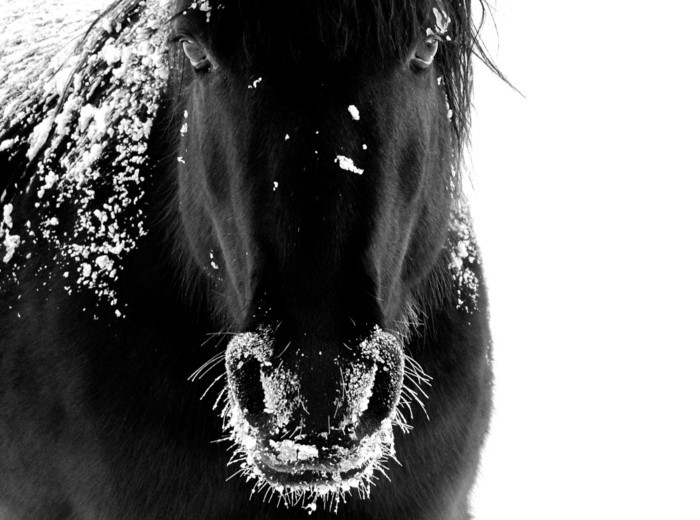 gražus arklys-nuotraukos-of-laukinio dvasia-of-arklio