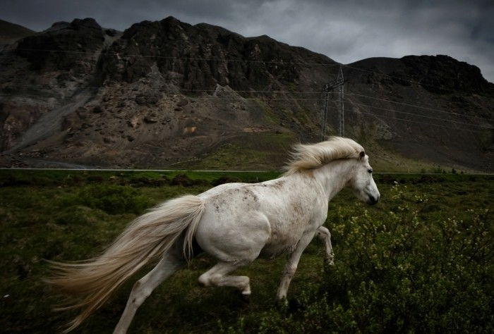 Gražus arklys-nuotraukos-the-žavingas-Beauty-of-arklio