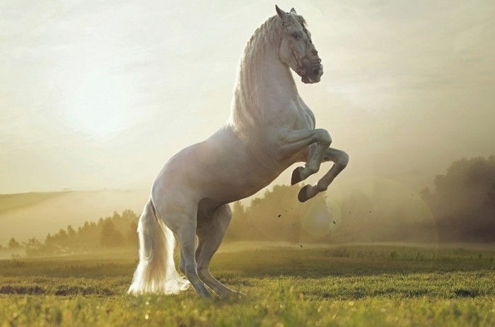 vacker-hästbilder-the-fascinerande skönhet-of-häst