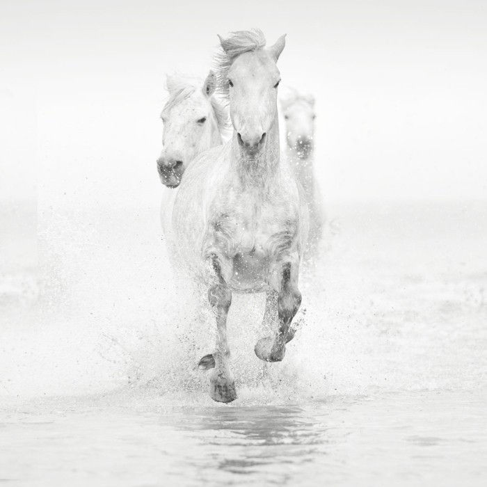 vakker-hest-bilder-the-hester-er-majestetiske-dyr