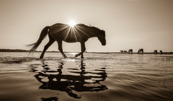 Gražus arklys-nuotraukos-the-Beauty-of-laisvės