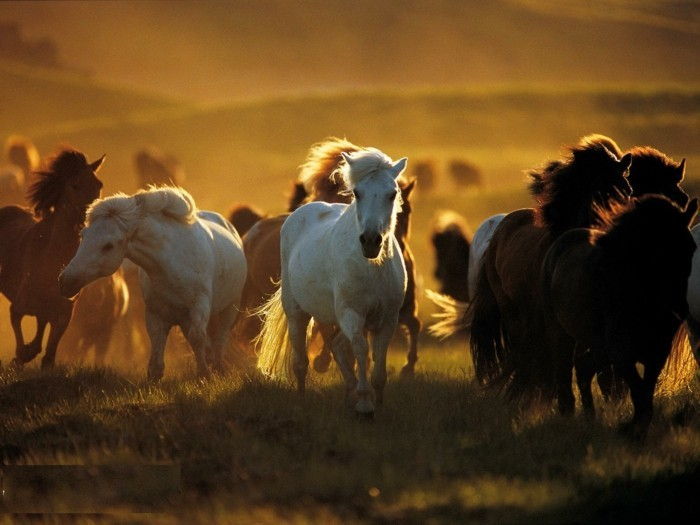 Gražus arklys-nuotraukos-the-Beauty-of-laukinio arklio