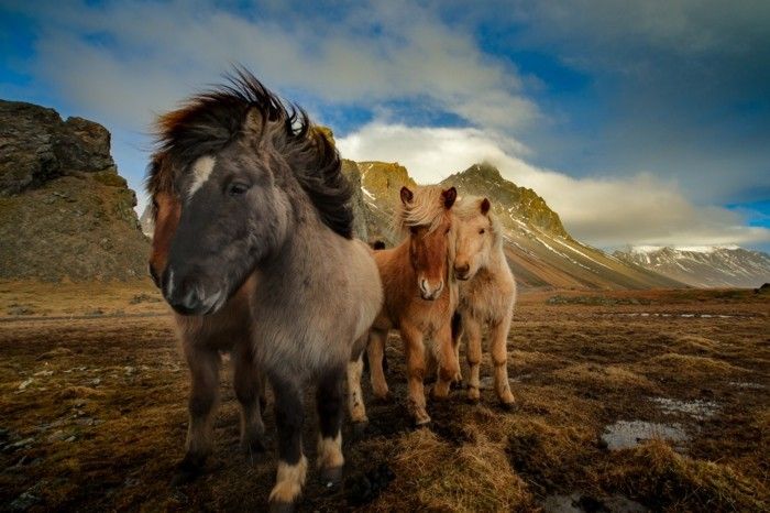 Gražus arklys-nuotraukos-the-Beauty-A-Wild-banda