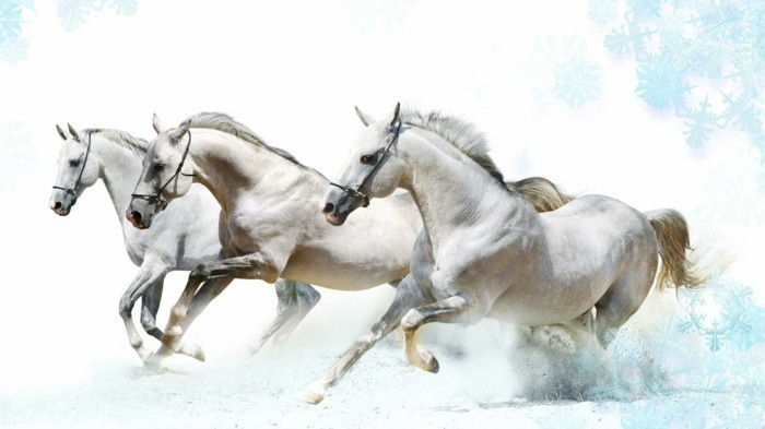Beautiful-häst pictures-tre-white-horse