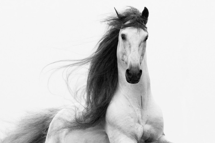 Gražus arklys ekrano užsklanda yra laisvė-simbolizuojantis arklys