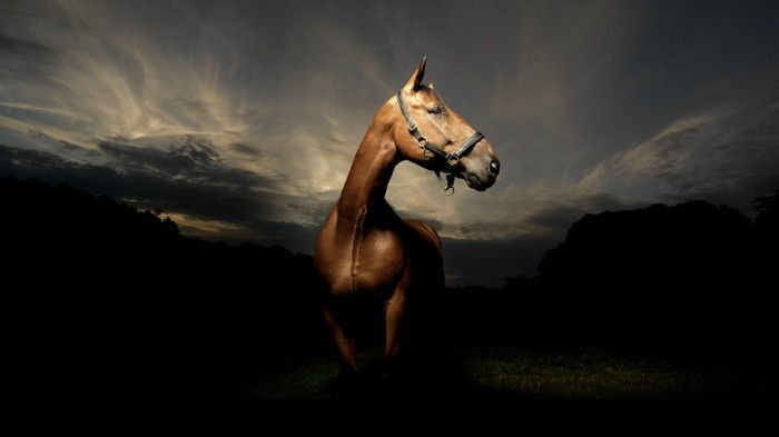 Gražus arklys-nuotraukos-A-Fancy arklys